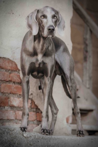 Portrait Tierfotografie